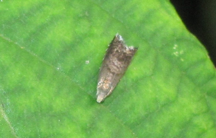 Grapholita delineana (Tortricidae)? Grapholita sp.